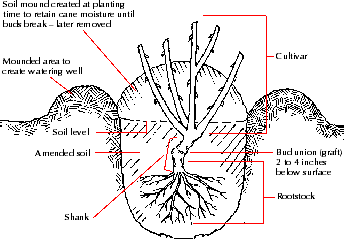 rose diagram1