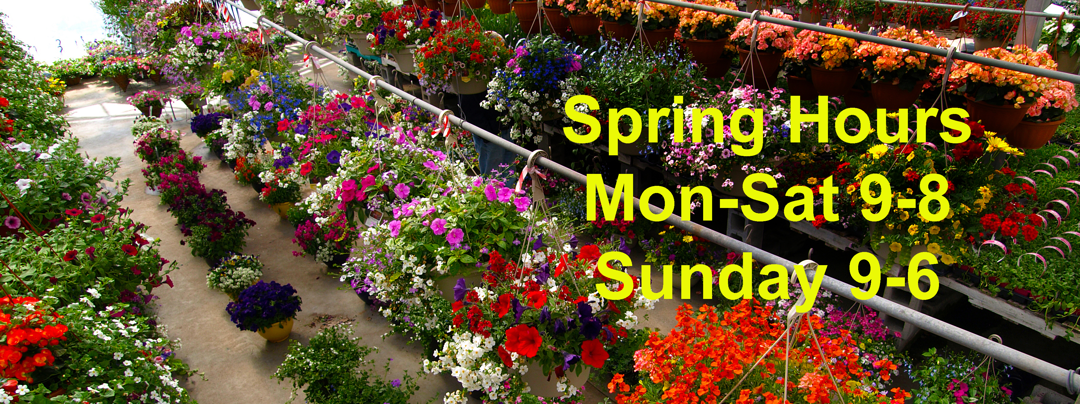 OLYMPUS DIGITAL CAMERA Hewitts Garden Centers