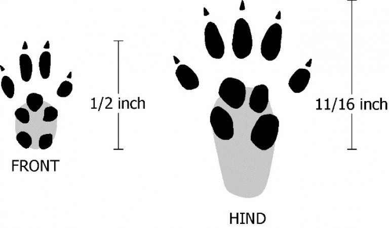 Tracks-of-Eastern-Chipmunk | Hewitts Garden Centers