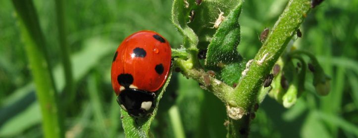 Garden Q&A: Is a ladybug with no spots still the bug we love?